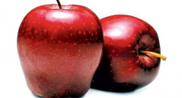 Charakteristika a popis odrůdy jabloně richard, mrazuvzdornost a použití